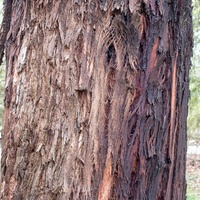Eucalyptus radiata